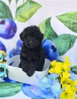 Paddy, a male Maltipoo for sale in Scottsville, VA – 6 of 6
