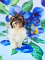 Derby, a male Havapoo for sale in Scottsville, VA – 6 of 10