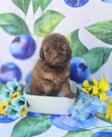 Colby, a male Bichon Frise and Poodle - Toy  for sale in Scottsville, VA – 5 of 5