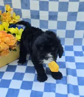 Otter , a male Cavapoo for sale in Scottsville, VA – 2 of 4
