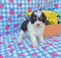Klarity, a female Yorkipoo for sale in Scottsville, VA – 4 of 4