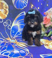 Eclair, a female Cavapoo for sale in Scottsville, VA – 4 of 6