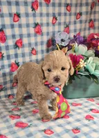Pooh , a male Maltipoo for sale in Scottsville, VA – 2 of 5