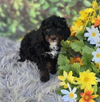 processed/a179c0ef-9b80-4337-961d-3ad1cec14422/listing/5413a336-00bf-47a6-adf2-0f3ab2526a25/1ab36ec9-829a-48d2-aed6-b775c8f08e05