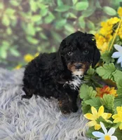 processed/a179c0ef-9b80-4337-961d-3ad1cec14422/listing/5413a336-00bf-47a6-adf2-0f3ab2526a25/a5692e7e-9288-4756-93a0-63377e665513