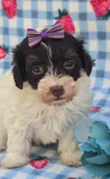 Paisley , a female Havapoo for sale in Scottsville, VA – 4 of 5