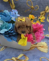 Hibiscus , a female Cavapoo for sale in Scottsville, VA – 6 of 6