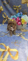 Hibiscus , a female Cavapoo for sale in Scottsville, VA – 2 of 6