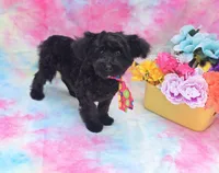 Noodle, a male Poodle - Toy  and Morkie for sale in Scottsville, VA – 7 of 8