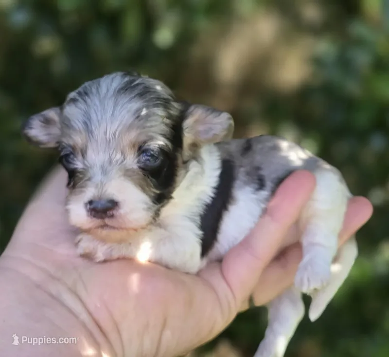 slate – Maltipoo puppy for sale in Scottsville, VA