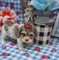 Indigo, a female Maltipoo for sale in Scottsville, VA – Photo 5 of 6