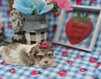 Indigo, a female Maltipoo for sale in Scottsville, VA – Photo 3 of 6