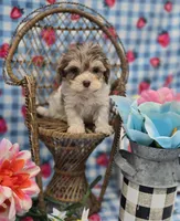 Indigo, a female Maltipoo for sale in Scottsville, VA – Photo 4 of 6