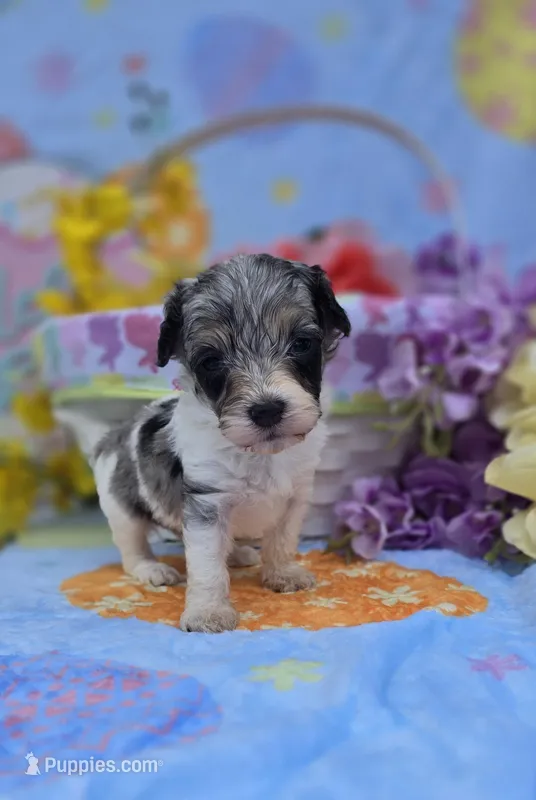 slate – Maltipoo puppy for sale in Scottsville, VA