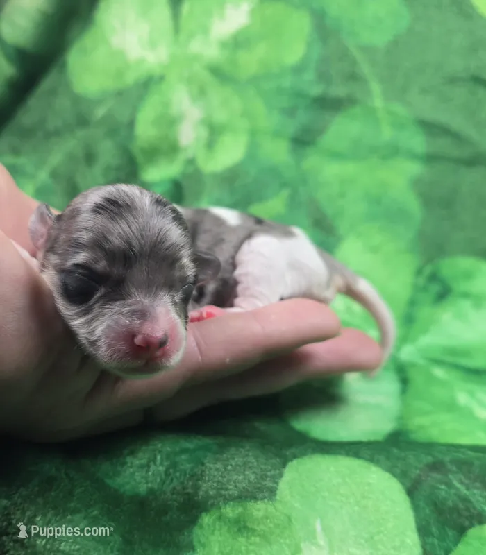 slate – Maltipoo puppy for sale in Scottsville, VA