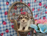 Indigo, a female Maltipoo for sale in Scottsville, VA – Photo 6 of 6