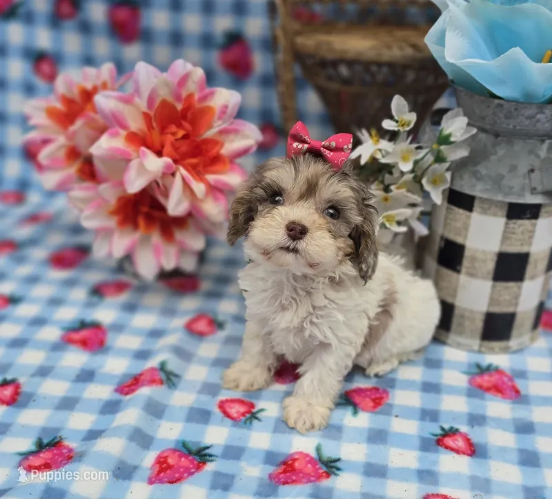 Indigo – Maltipoo puppy for sale in Scottsville, VA