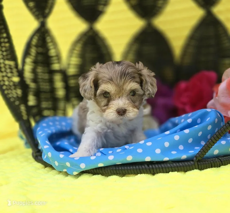 slate – Maltipoo puppy for sale in Scottsville, VA