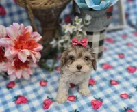 Indigo, a female Maltipoo for sale in Scottsville, VA – Photo 2 of 6