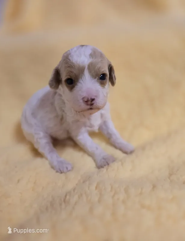 Island – Cavapoo puppy for sale in Scottsville, VA