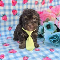 Percy , a male Havanese for sale in Scottsville, VA – 3 of 4