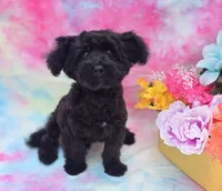 Noodle, a male Poodle - Toy  and Morkie for sale in Scottsville, VA – 2 of 8
