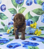 Colby, a male Bichon Frise and Poodle - Toy  for sale in Scottsville, VA – 3 of 5
