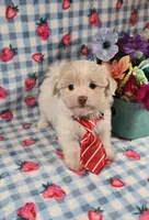 Linen, a male Maltipoo and Havapoo for sale in Scottsville, VA – 5 of 10