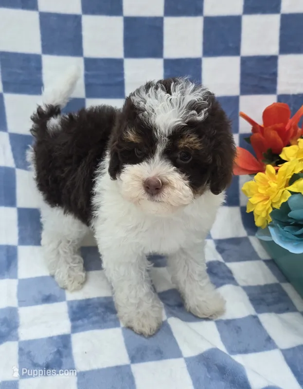 Klarity – Yorkipoo puppy for sale in Scottsville, VA
