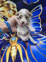 Phoenix , a male Maltipoo for sale in Scottsville, VA – 4 of 6