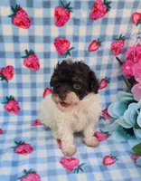 Paisyn , a female Havapoo for sale in Scottsville, VA – 4 of 4
