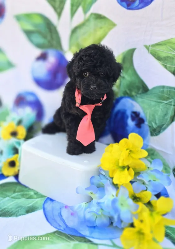 Paddy – Maltipoo puppy for sale in Scottsville, VA