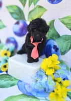 Paddy, a male Maltipoo for sale in Scottsville, VA – 1 of 6