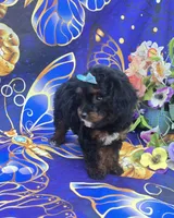Eclair, a female Cavapoo for sale in Scottsville, VA – 3 of 6