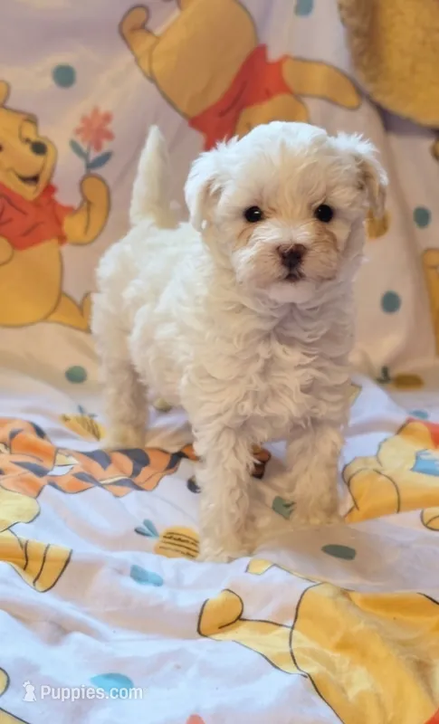 Lynx – Maltipoo puppy for sale in Scottsville, VA