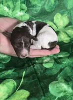 Verona, a male Miniature Goldendoodle for sale in Scottsville, VA – Photo 3 of 4