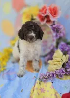 Verona, a male Miniature Goldendoodle for sale in Scottsville, VA – Photo 6 of 9
