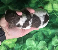 Verona, a male Miniature Goldendoodle for sale in Scottsville, VA – Photo 4 of 4