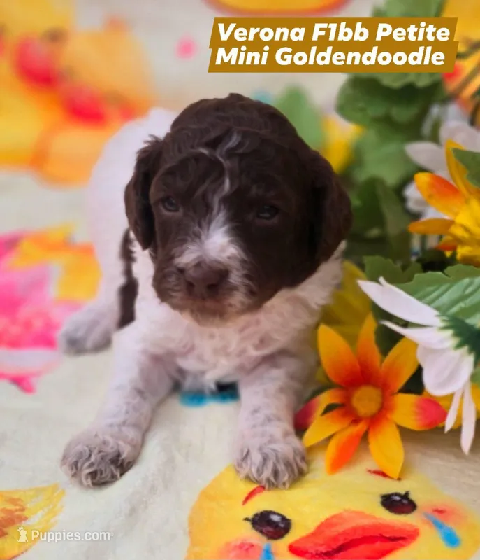 Verona – Miniature Goldendoodle puppy for sale in Scottsville, VA