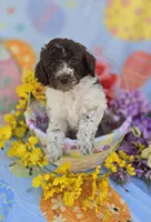 Verona, a male Miniature Goldendoodle for sale in Scottsville, VA – Photo 9 of 9