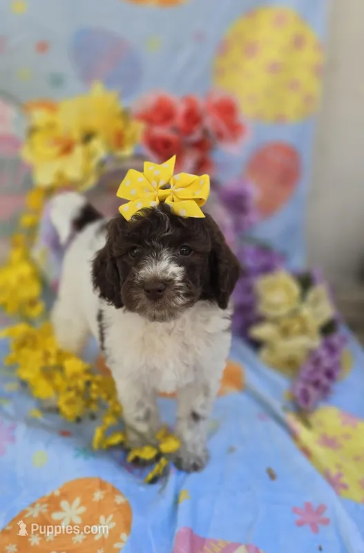 Verona – Miniature Goldendoodle puppy for sale in Scottsville, VA