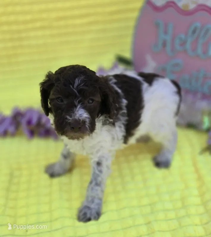 Verona – Miniature Goldendoodle puppy for sale in Scottsville, VA