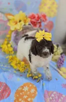 Verona, a male Miniature Goldendoodle for sale in Scottsville, VA – Photo 7 of 9