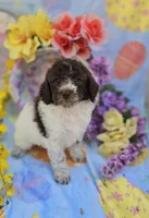 Verona, a male Miniature Goldendoodle for sale in Scottsville, VA – Photo 3 of 9