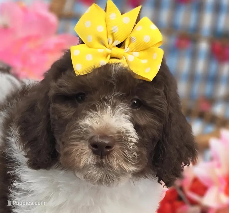 Verona – Miniature Goldendoodle puppy for sale in Scottsville, VA