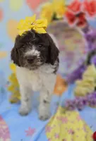 Verona, a male Miniature Goldendoodle for sale in Scottsville, VA – Photo 4 of 9