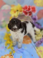 Verona, a male Miniature Goldendoodle for sale in Scottsville, VA – Photo 8 of 9