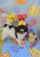 Verona, a male Miniature Goldendoodle for sale in Scottsville, VA – Photo 2 of 9