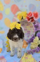 Verona, a male Miniature Goldendoodle for sale in Scottsville, VA – Photo 5 of 9