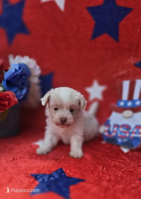 Linen – Maltipoo, Havapoo puppy for sale in Scottsville, VA